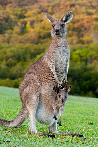 baby-känguru mit einem joey in beutel - kangaroo joey marsupial mammal stock-fotos und bilder
