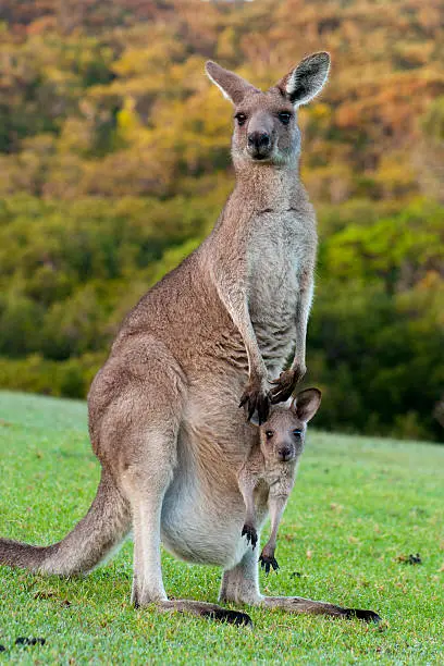 Eastern Grey Kangaroo Female With a Baby Joey in Pouch, New South Wales, Australia