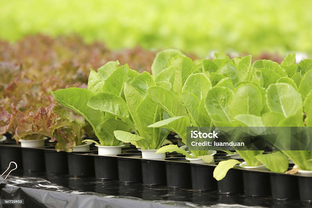 水栽培野菜 - アジア大陸のロイヤリティフリーストックフォト