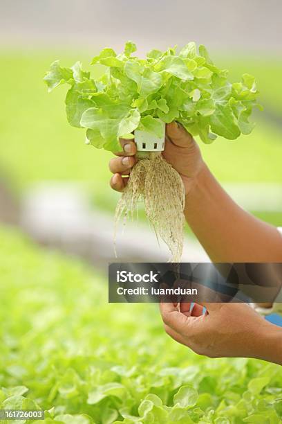 Hidropónica Vegetal En Mano Foto de stock y más banco de imágenes de Agricultura - Agricultura, Agua, Aire libre