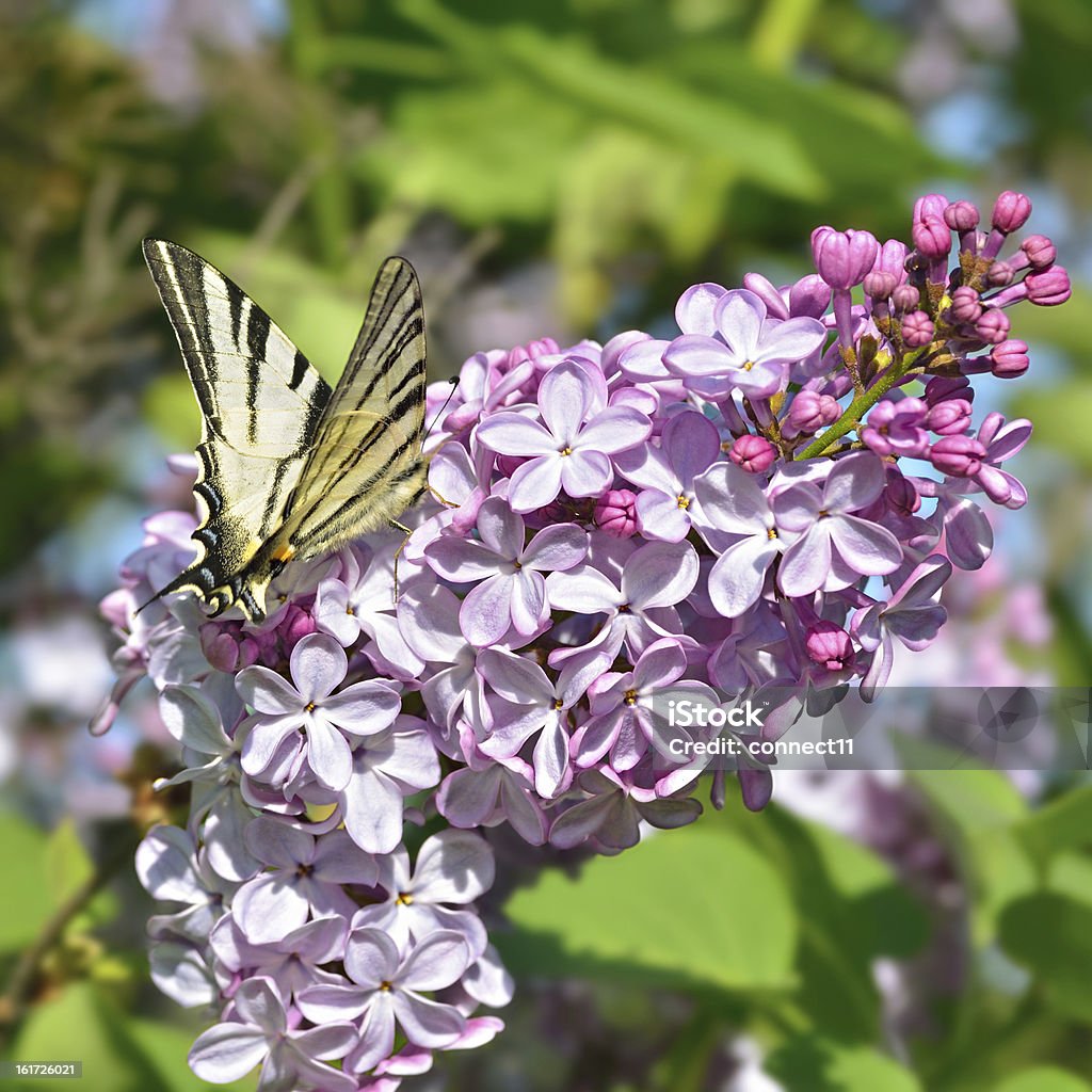 Mariposa de una lila flores - Foto de stock de Mariposa - Lepidópteros libre de derechos