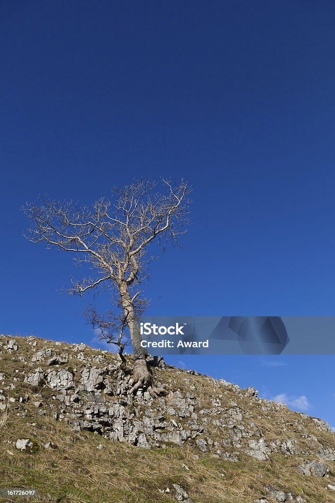 Lone tree clinging na zboczu wzgórza przeciw błękitne niebo - Zbiór zdjęć royalty-free (Anglia)