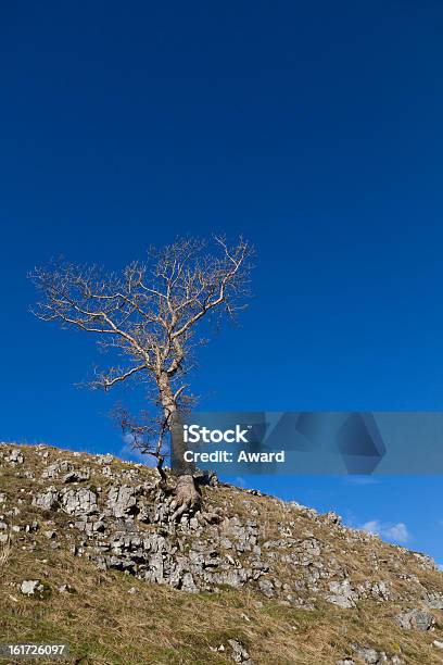 Lone Tree Coladas Ao Encosta Contra Um Céu Azul - Fotografias de stock e mais imagens de Agarrar - Agarrar, Alcançar, Ao Ar Livre