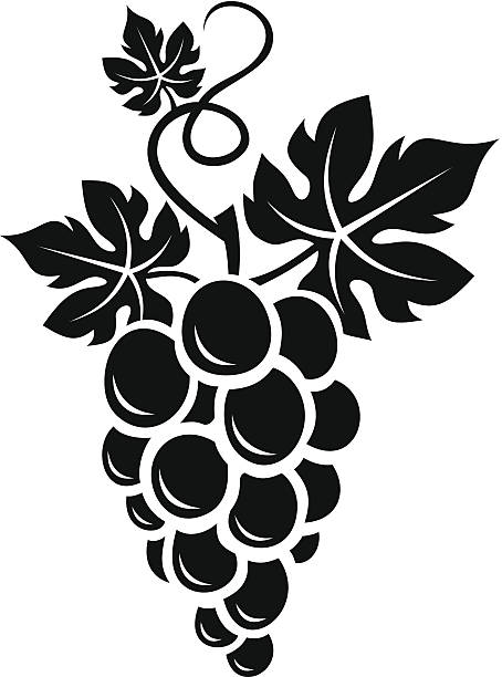 czarna sylwetka winogron. ilustracja wektorowa. - grape nature design berry fruit stock illustrations