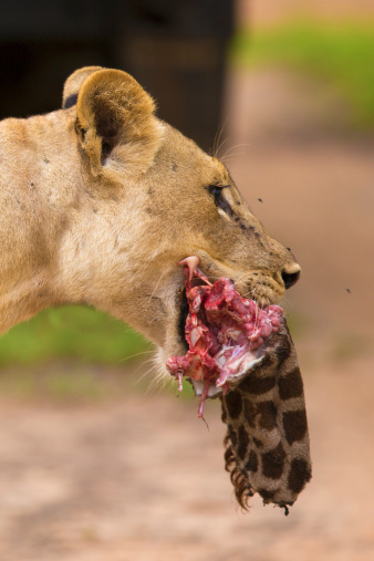 A high resolution image of a lioness with a giraffe kill