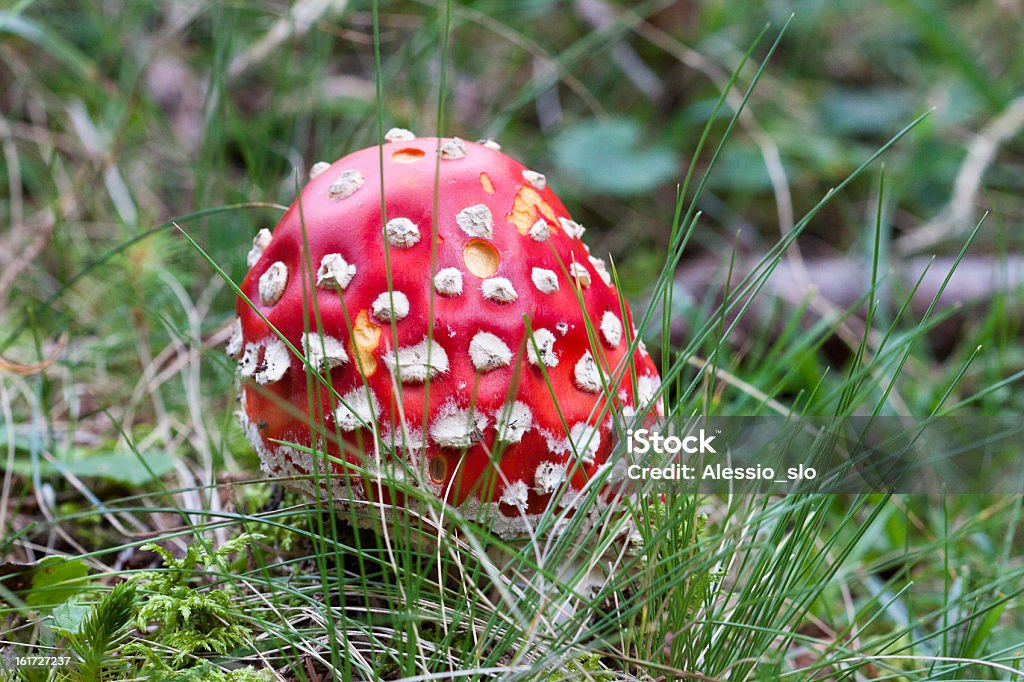 Red Giftpilz im Gras - Lizenzfrei Extreme Nahaufnahme Stock-Foto