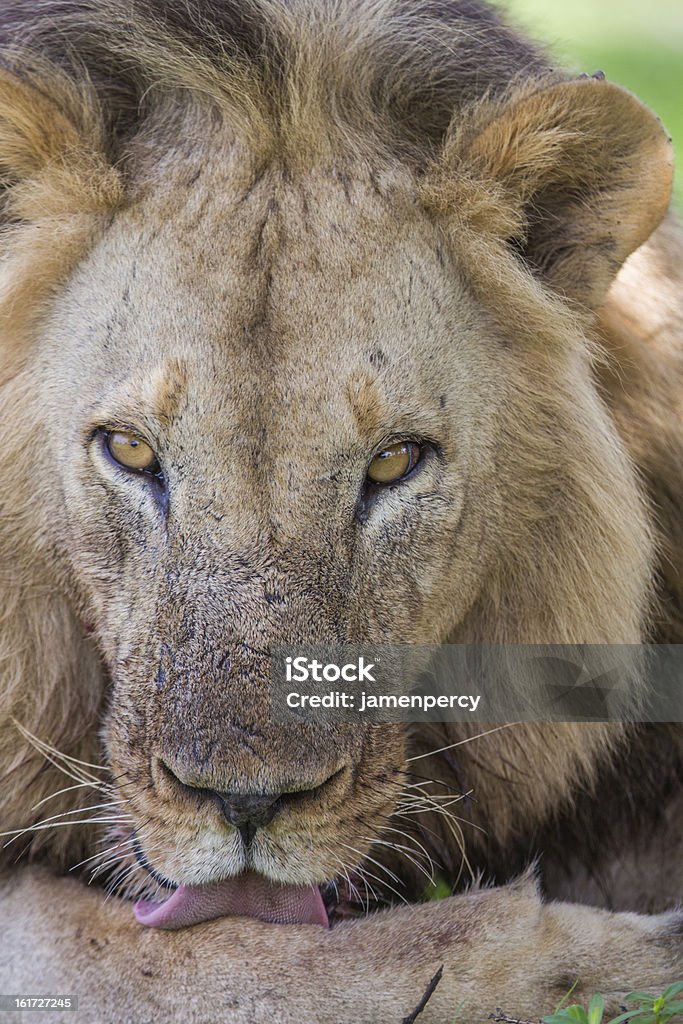 Wild león en África, Zambia - Foto de stock de Aire libre libre de derechos