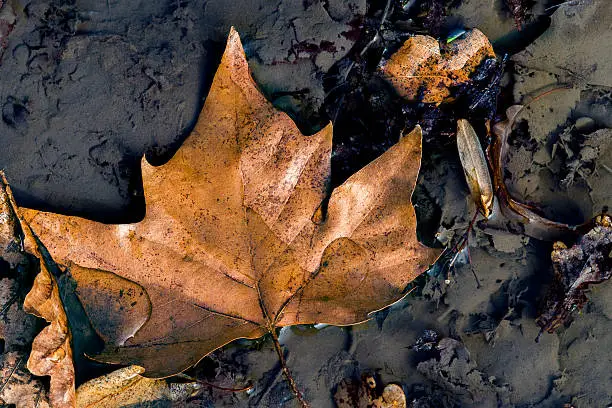 A photo of a leaf in a puddle.