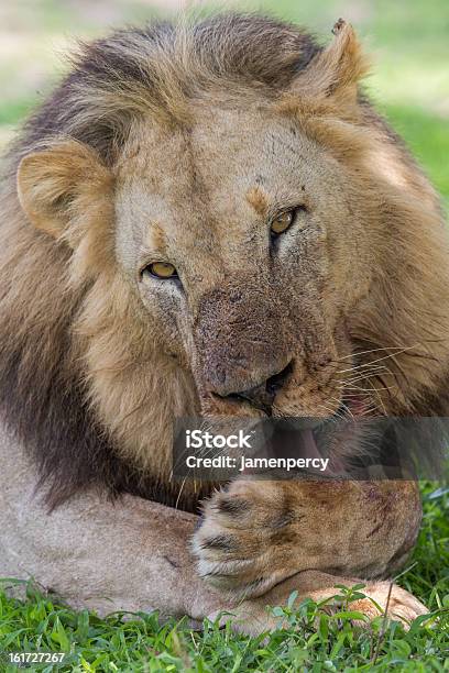 Wild León En África Zambia Foto de stock y más banco de imágenes de Aire libre - Aire libre, Animal, Animales cazando