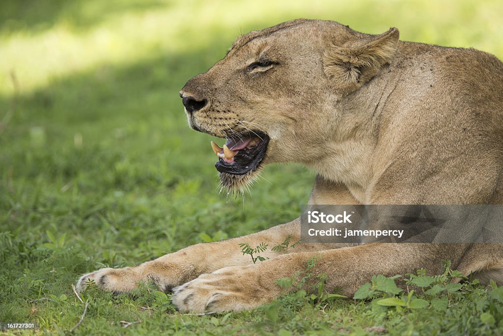 Löwin im pride - Lizenzfrei Afrika Stock-Foto