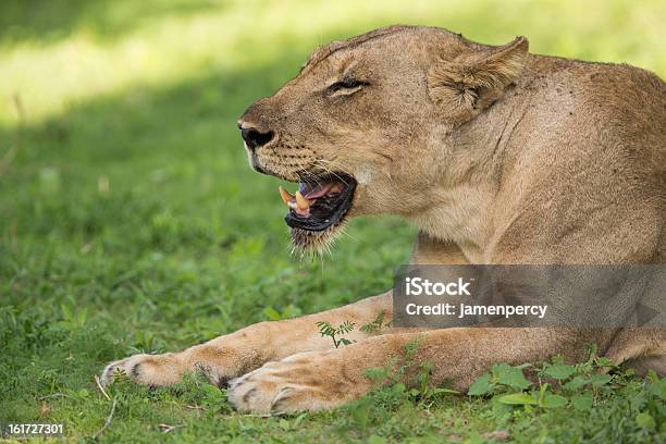 Löwin Im Pride Stockfoto und mehr Bilder von Afrika - Afrika, Bedrohte Tierart, Fotografie