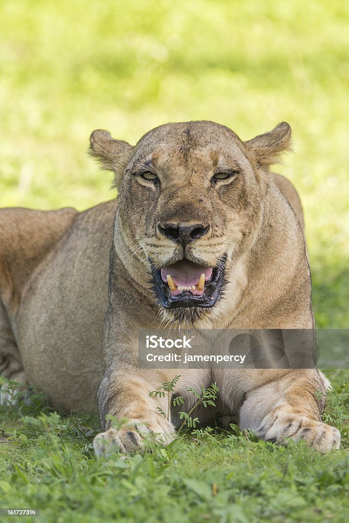 Leona en un orgullo - Foto de stock de Aire libre libre de derechos