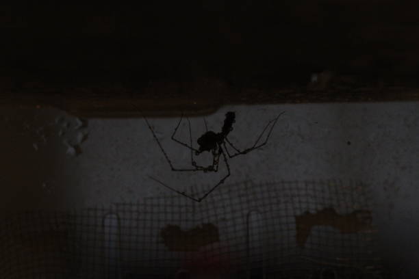 istock spider web in dark in nature in close 1617276071