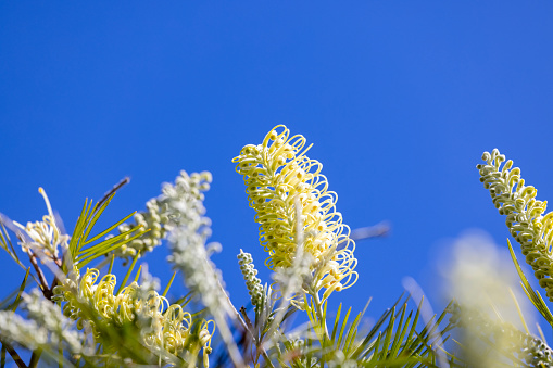 Beautiful White Grevillea flowers and buds against blue background with copy space, full frame horizontal composition