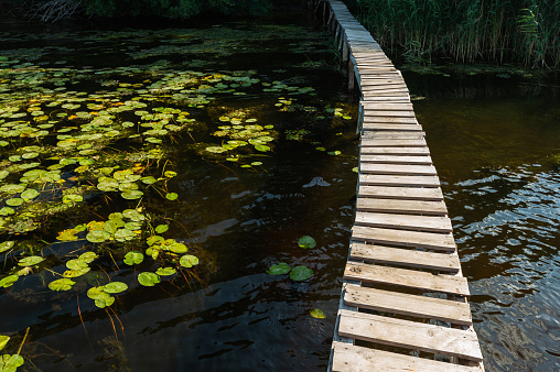 Weekend trips, water lilies outdoor and a narrow bridge