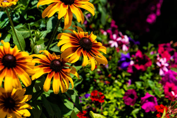 istock Flowers Outdoors in Garden 1617288743