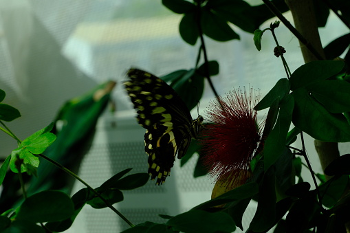 Butterflies in the meadow, colorful butterflies, Konya Tropical Butterfly Garden