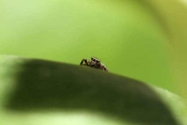 jumping spider on plant curious in garden