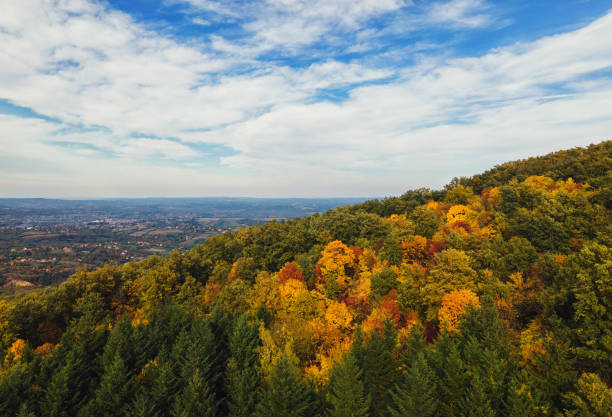 Aerial view of a beautiful sunny forest in autumn