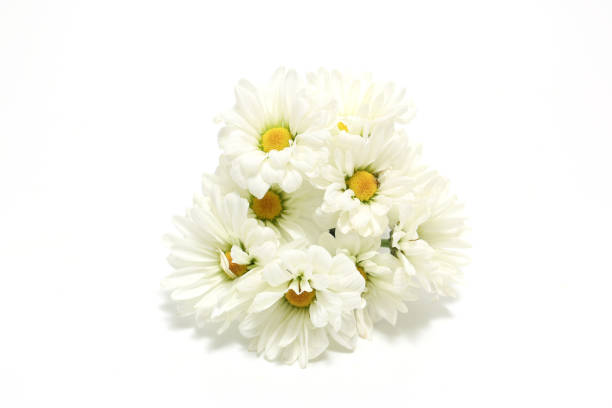 istock Bouquet of chrysanthemum isolated on a white background. 1617296241