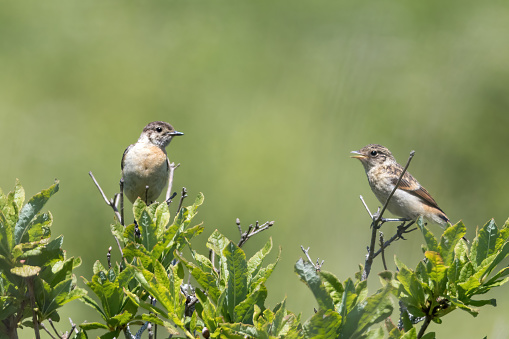 Two young Siberian Stonechat on the branch in summer plateau.