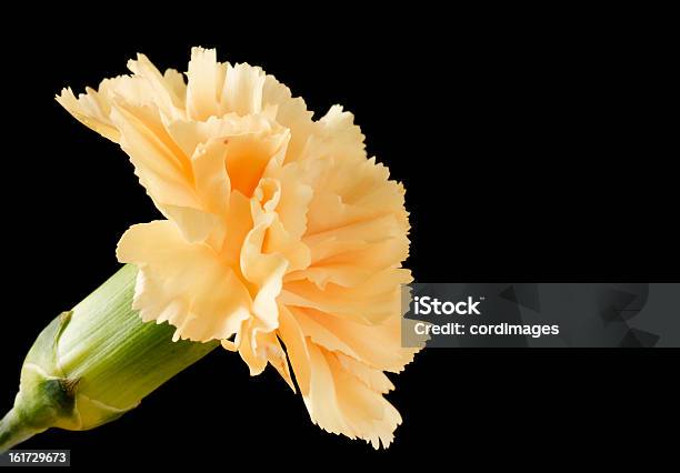 Close Up Image Of One Carnation Stock Photo - Download Image Now - Beauty In Nature, Black Color, Blossom