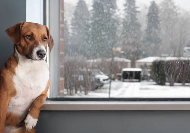 istock Bored dog sitting by the window 1617296782