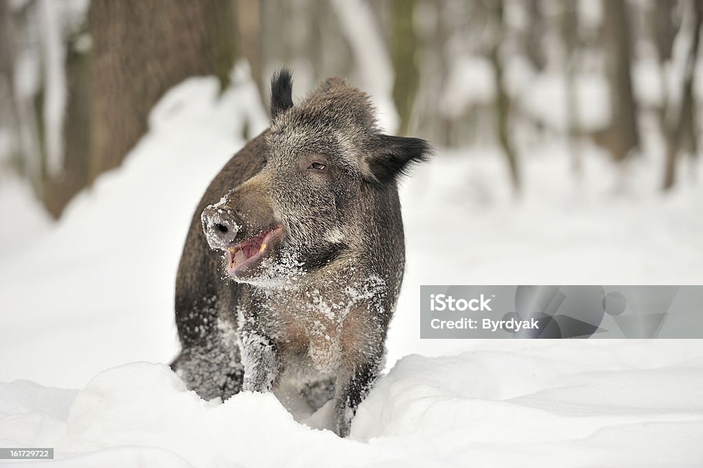 Cinghiale - Foto stock royalty-free di Aculeo