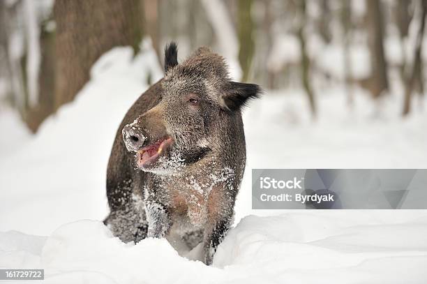 Cinghiale - Fotografie stock e altre immagini di Aculeo - Aculeo, Ambientazione esterna, Animale