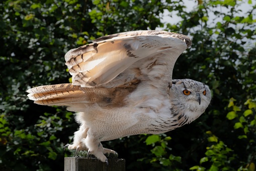 Powerful Eagle Owl about to launch from it's perch