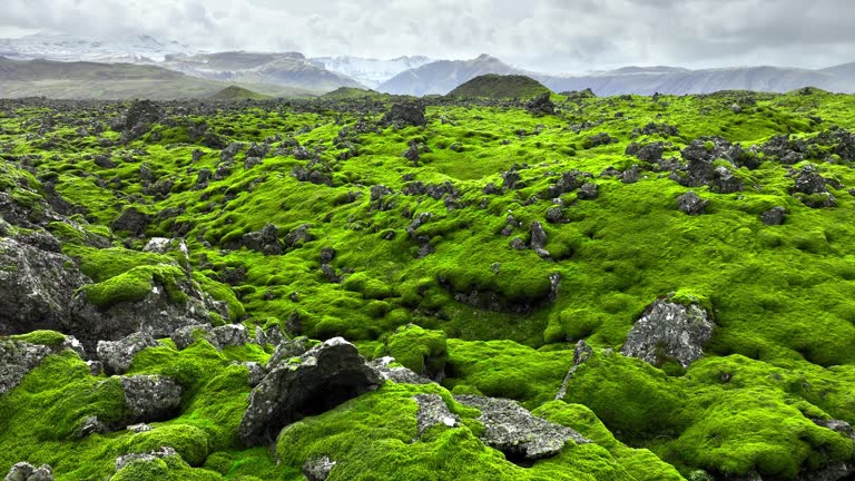 Beautiful Nature, Lava field covered with green moss in Iceland, Scenic National park area