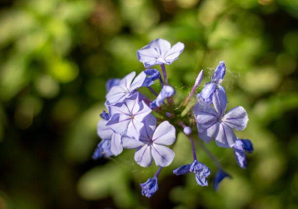 istock Purple flower with a spider web 1617301999