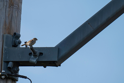 A House Sparrow perches on a steel fixture in a power field in Suffolk County,  Long Island, NY.