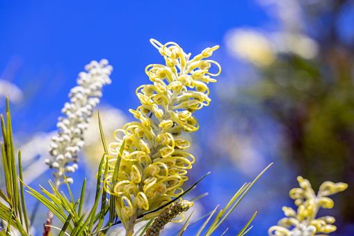 Beautiful White Grevillea flowers and buds against blue background with copy space, full frame horizontal composition