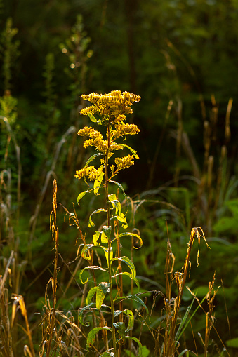 A Goldenrod flower is illuminated by the sun in a meadow..