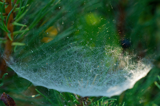 Day time macro close-up of dew drops on a spider web against a dark green background