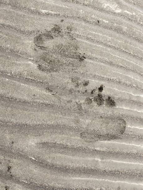 Bear paw in sand