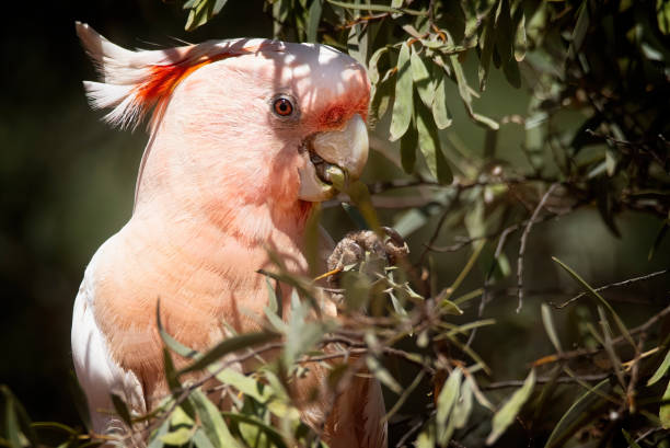 istock Major Mitchell's cockatoo (Lophochroa leadbeateri) 1617330414