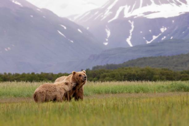 istock Brown bear mother and cub 1617335035