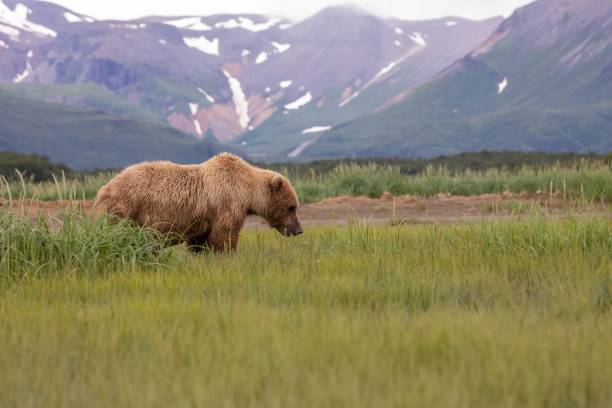 istock Brown bear in Alaska landscape 1617335751
