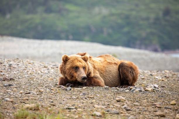 istock Male brown bear on beach 1617350849