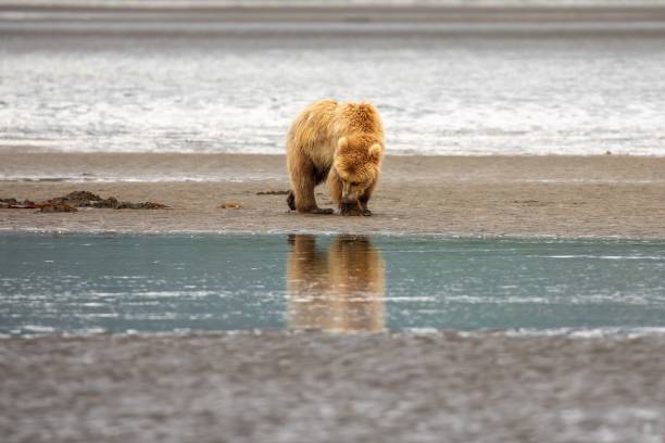 istock Reflection of clamming brown bear 1617352383