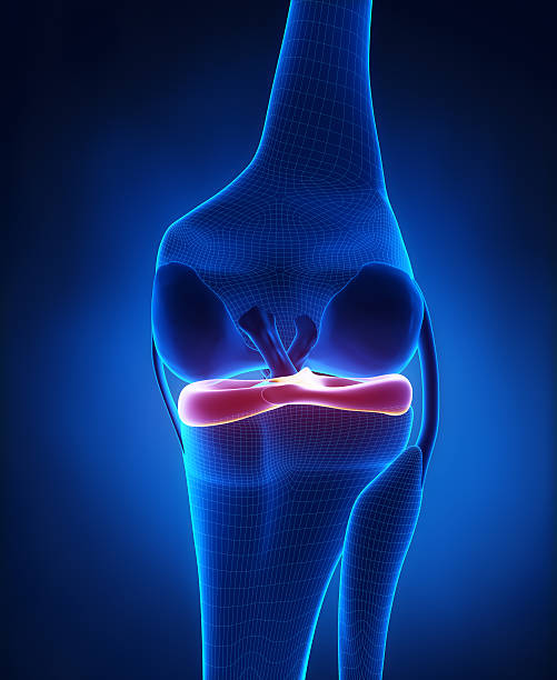 istock Lateral and medial meniscus anatomy 161737443