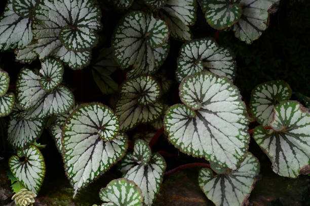istock Beautiful Leaves plants pattern for nature background. 1617375425