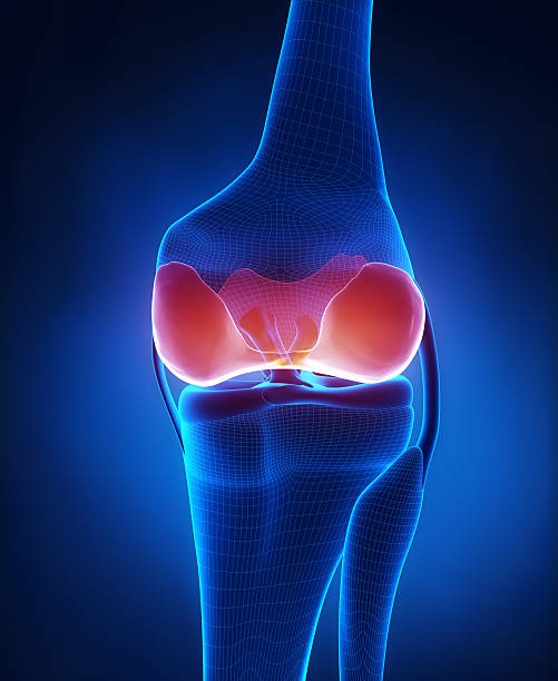 istock Articular cartilage anatomy posterior view 161737761