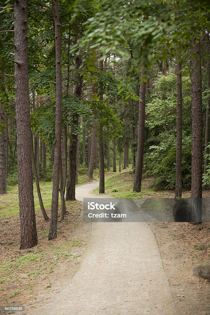 Percorso attraverso il bosco, Palanga, Lituania - Foto stock royalty-free di Albero