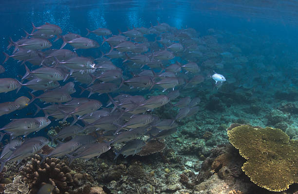 istock Group of fish swimming 161738101