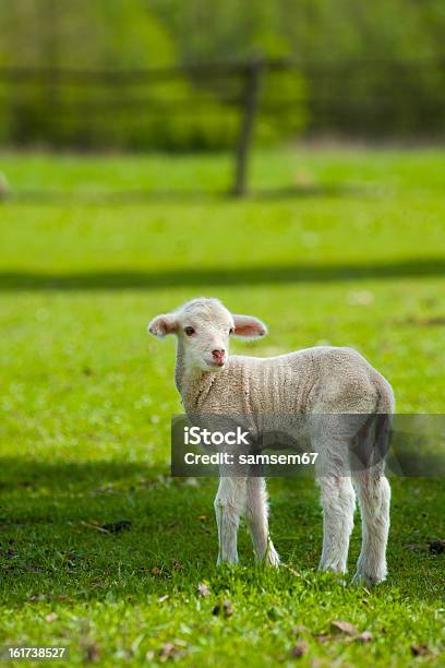Jovem Giro Ovelha - Fotografias de stock e mais imagens de Agricultura - Agricultura, Animal, Animal recém-nascido