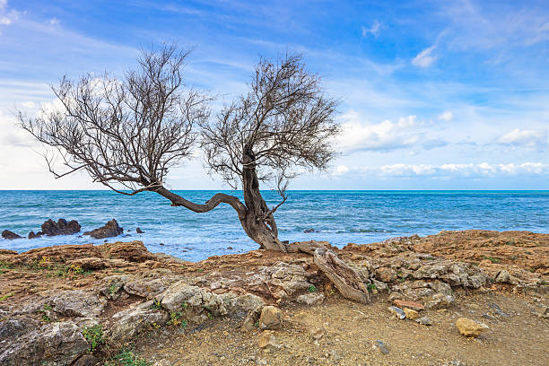 istock Tamarisk or tamarix tree, rock beach and ocean on background. 161739024