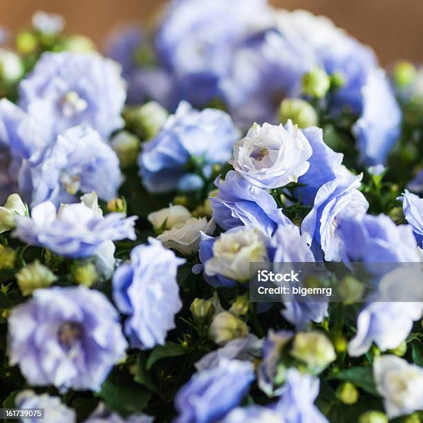 Dainty Foto de stock y más banco de imágenes de Azul - Azul, Cabeza de flor, Campánula